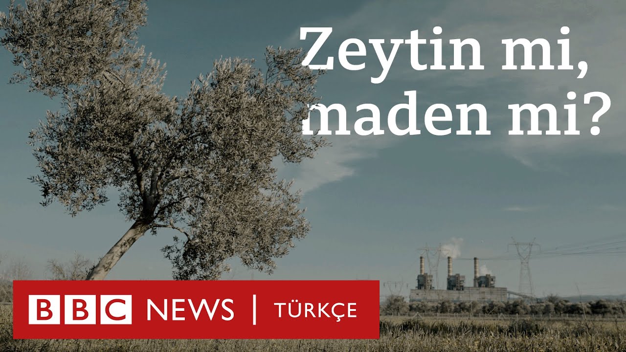 Zeytin ağacı mı? Maden mi?