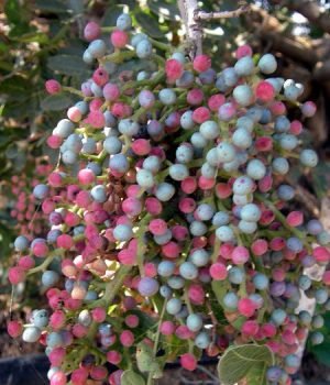pistacia-terebinthus-menengic-citlembik-bittim